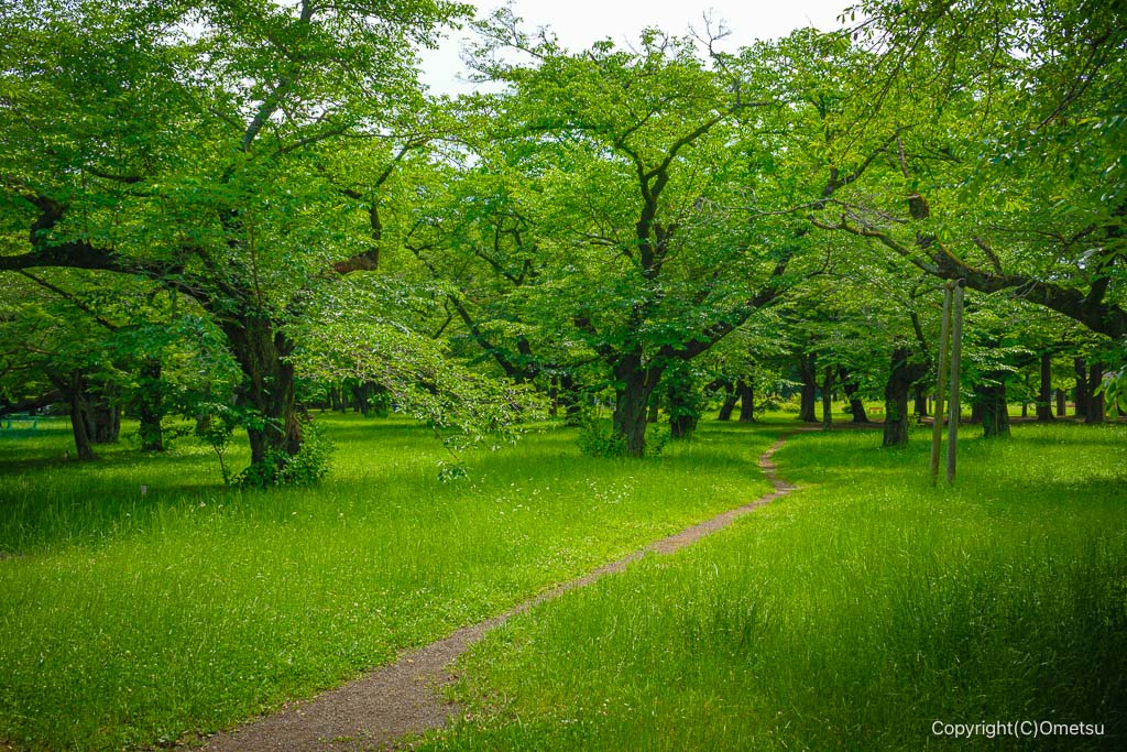小金井公園の木々