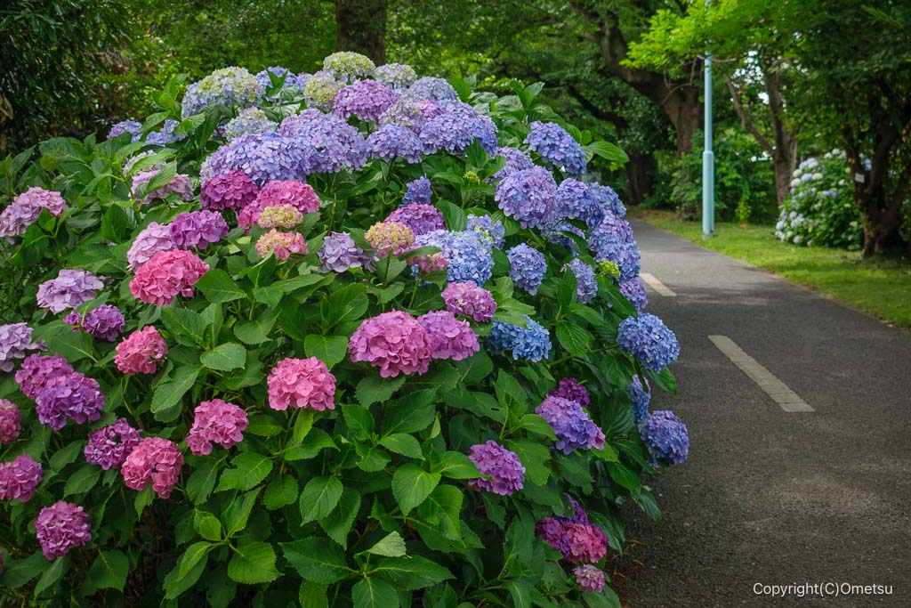 多摩湖自転車道のアジサイ