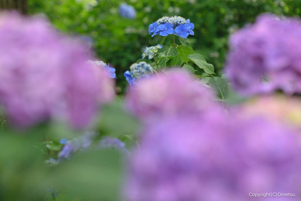 小平あじさい公園