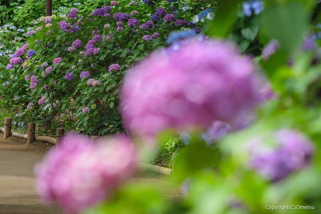 小平あじさい公園