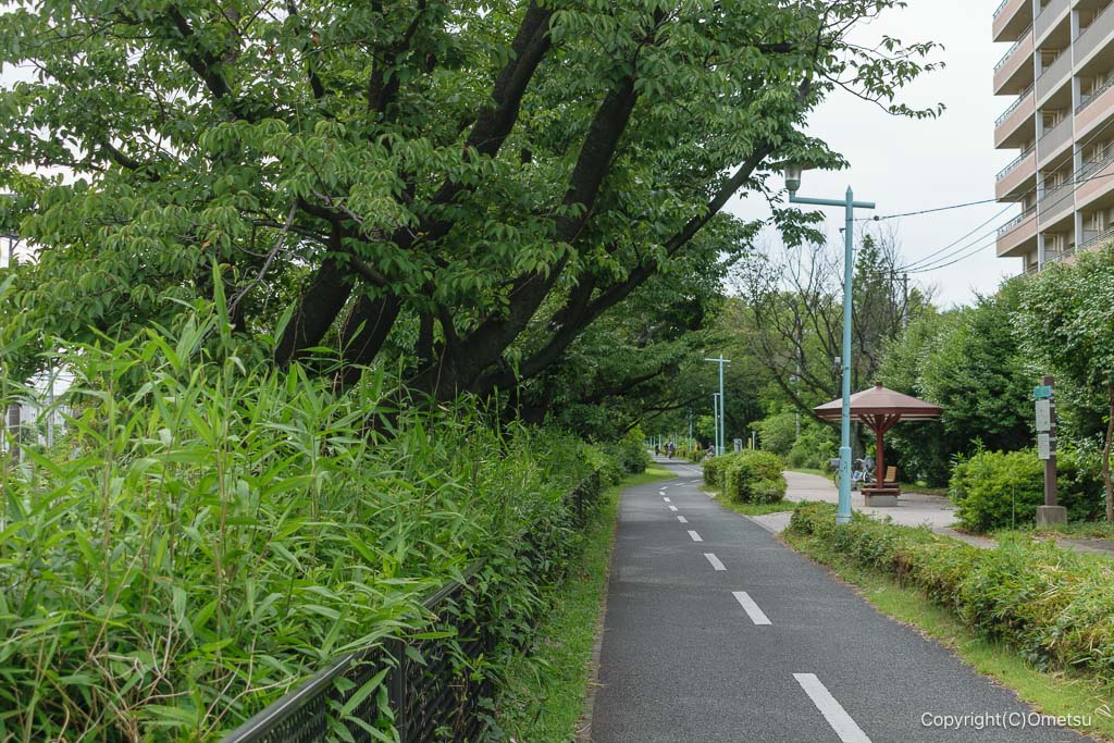 多摩湖自転車道