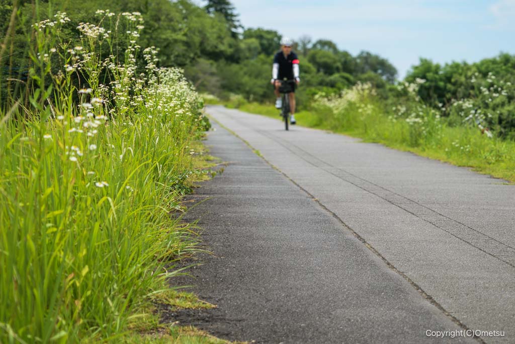 花咲く、多摩川サイクリングロード