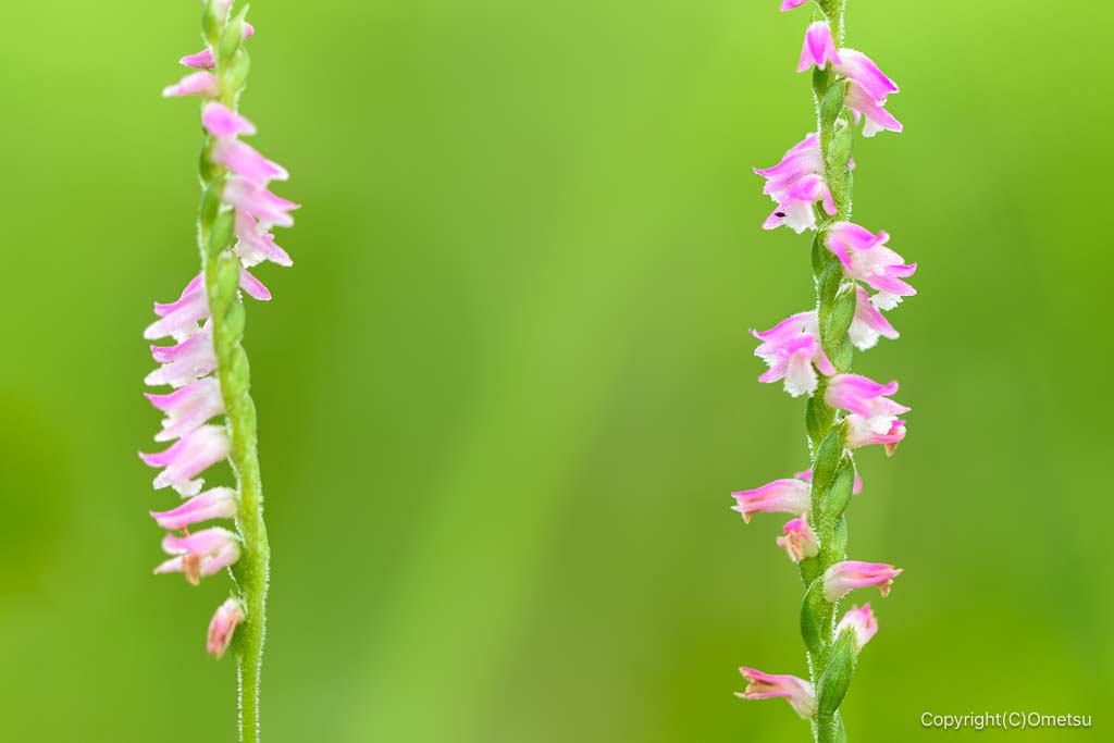 多摩川土手の、ネジバナ