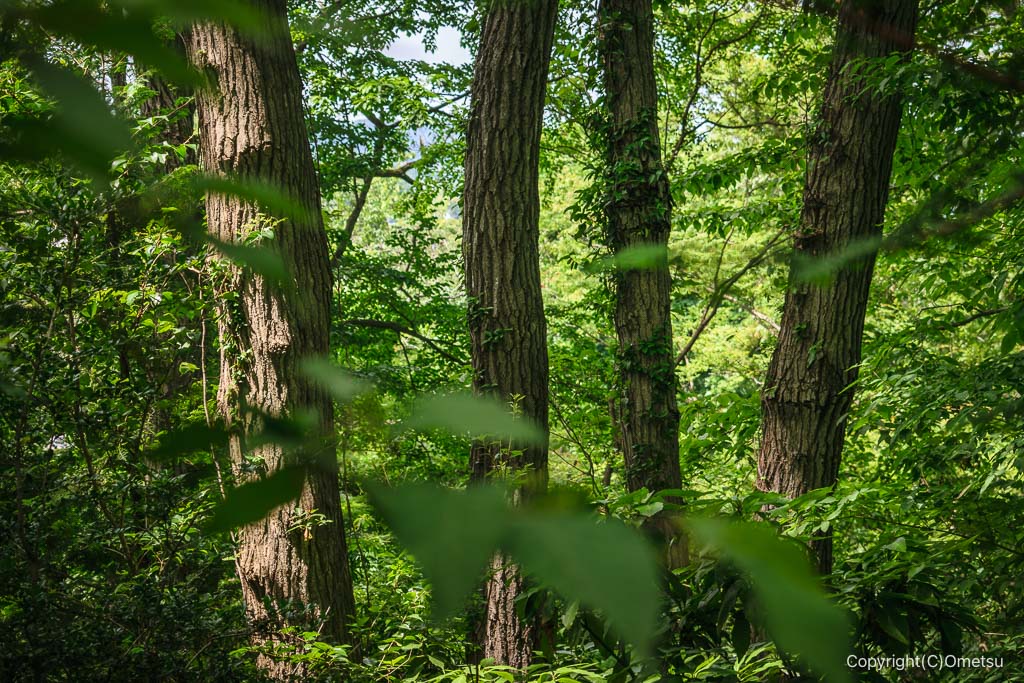 八王子・高月城跡遊歩道