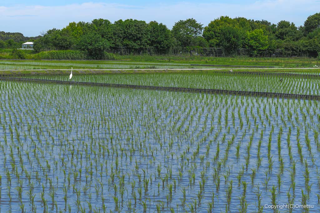 八王子市・滝山城跡付近の、田んぼ