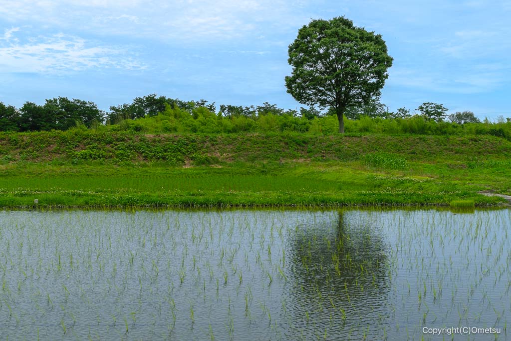 八王子市・滝山城跡付近の、高月ツリー
