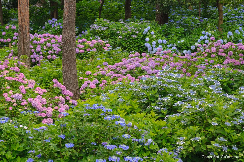 小平あじさい公園