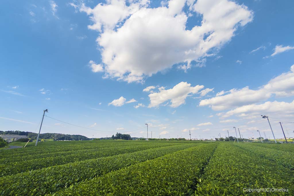 入間市・金子台の、茶畑