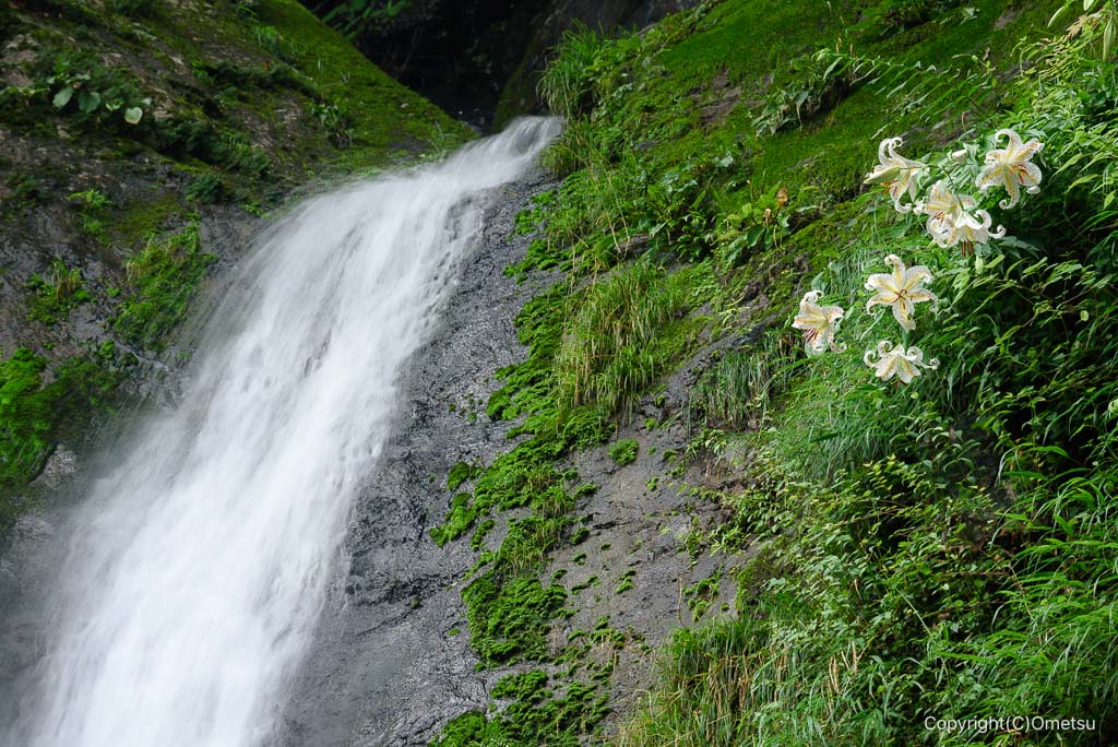 東京都・檜原村、天狗滝と、ヤマユリ