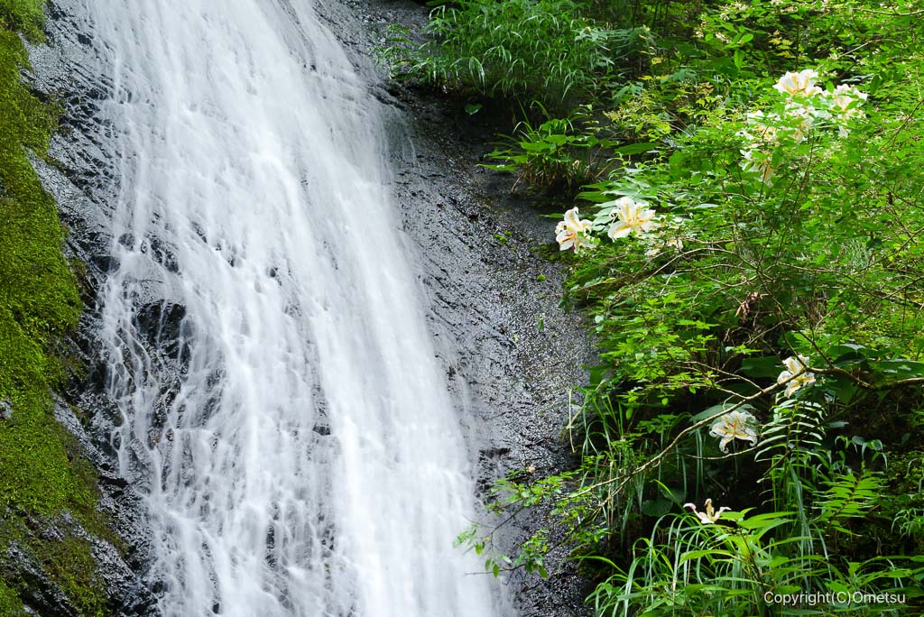 東京都・檜原村、綾滝と、ヤマユリ