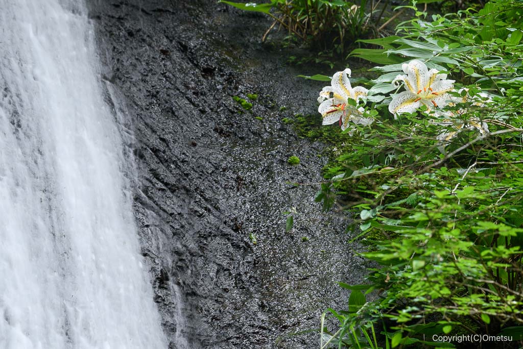 東京都・檜原村、綾滝のヤマユリ