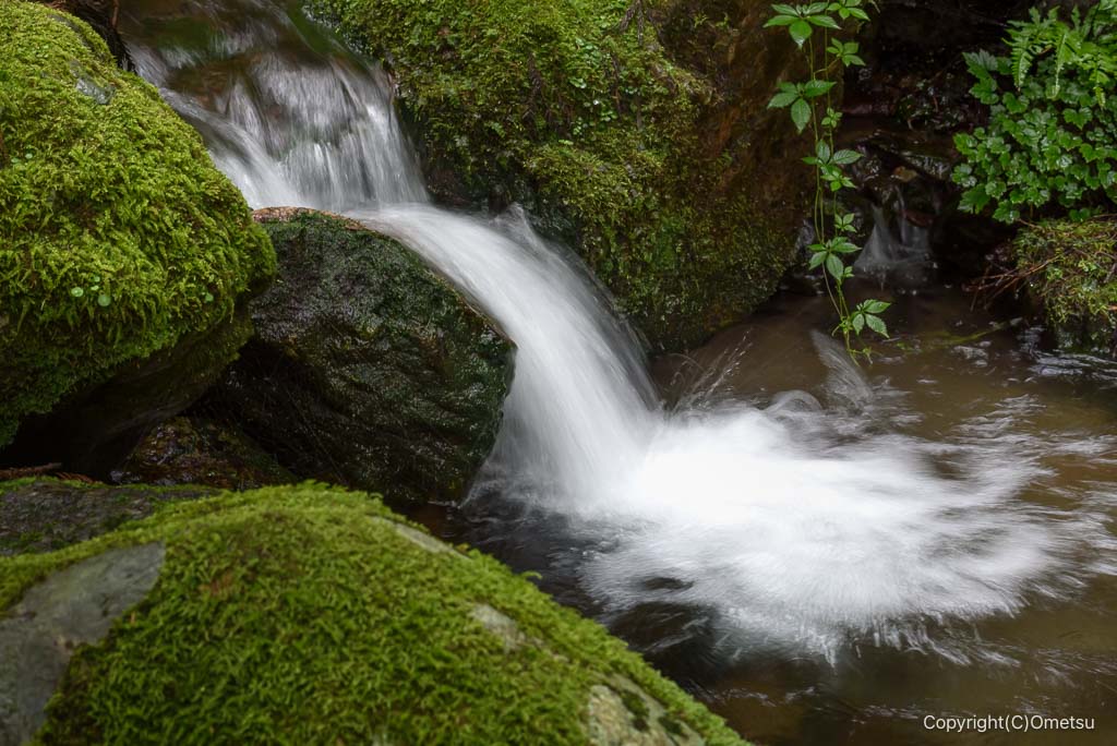 東京都・檜原村、天狗滝・登山道の苔の沢