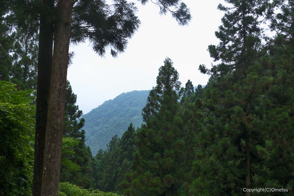 東京都・檜原村、杉林の山