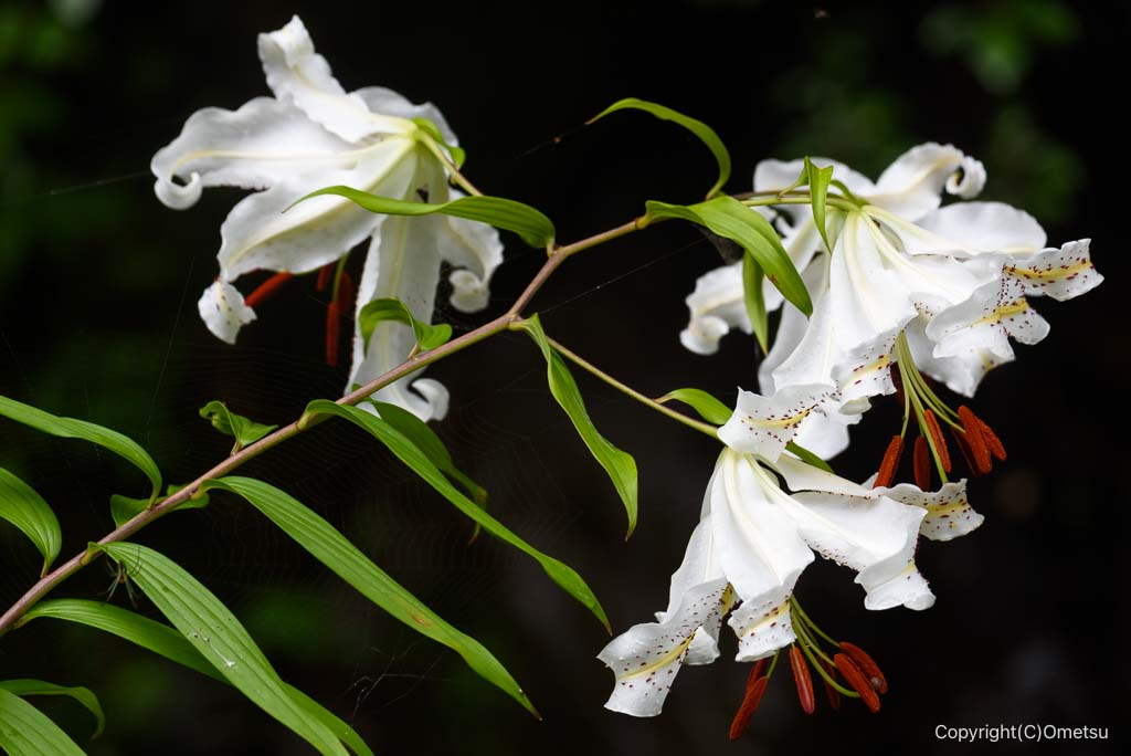 東京都・檜原村、天狗滝・登山道の、ヤマユリ