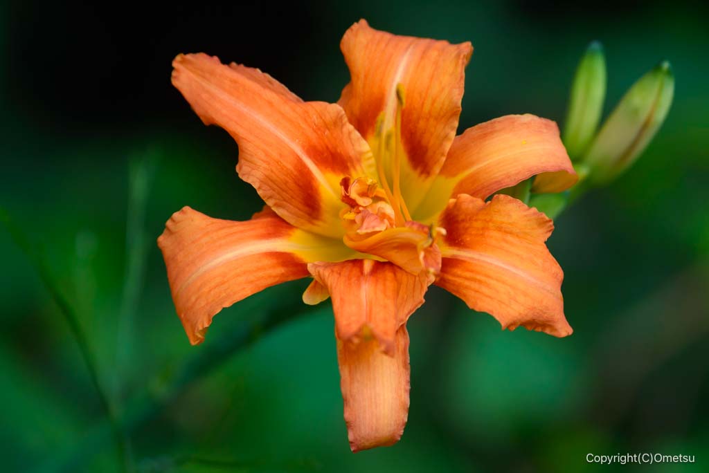 東京都・檜原村、ヤブカンゾウの花