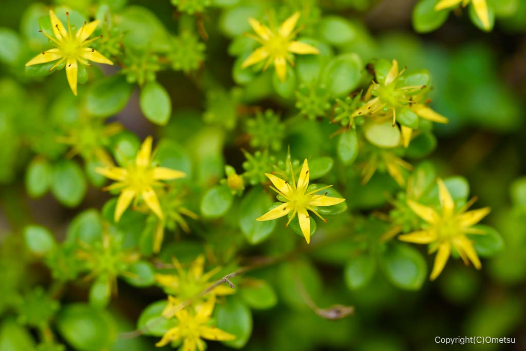 東京都・檜原村、マンネングサの花