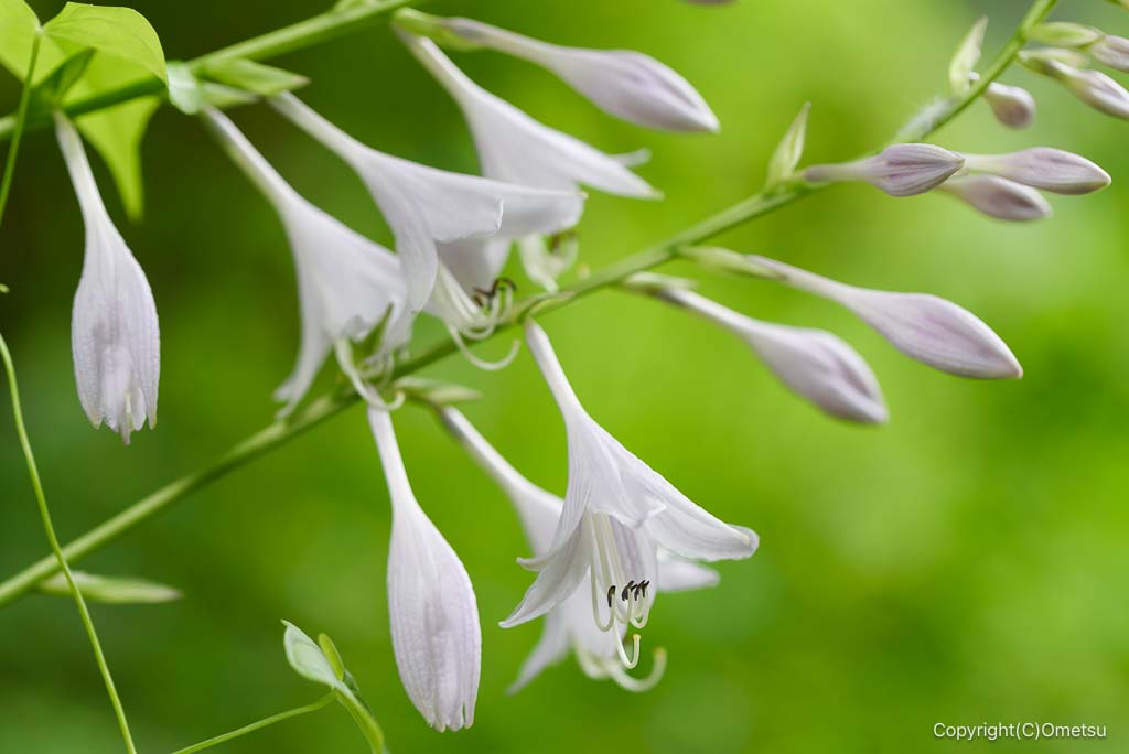 東京都・檜原村、ギボウシの花
