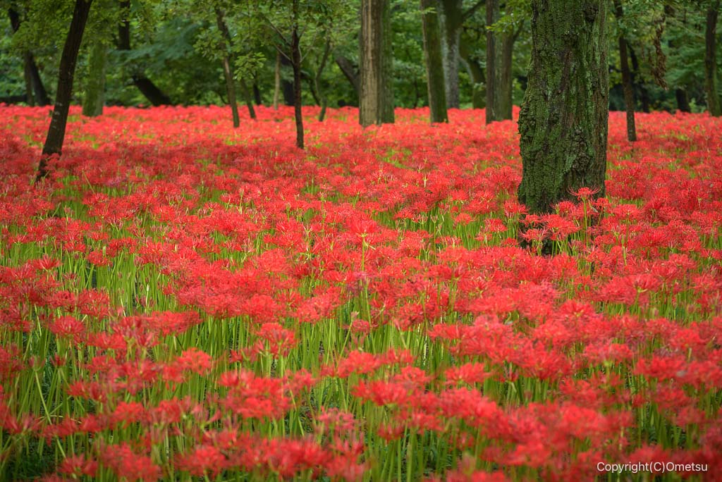 日高市・巾着田の彼岸花