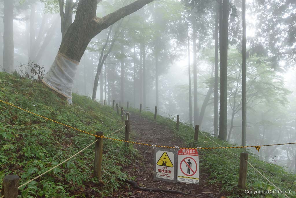 青梅市・御岳山の、レンゲショウマ自生地の、ナラ枯れの木