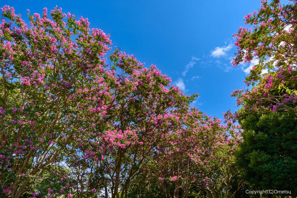 瑞穂町・みずほエコパークの、サルスベリ