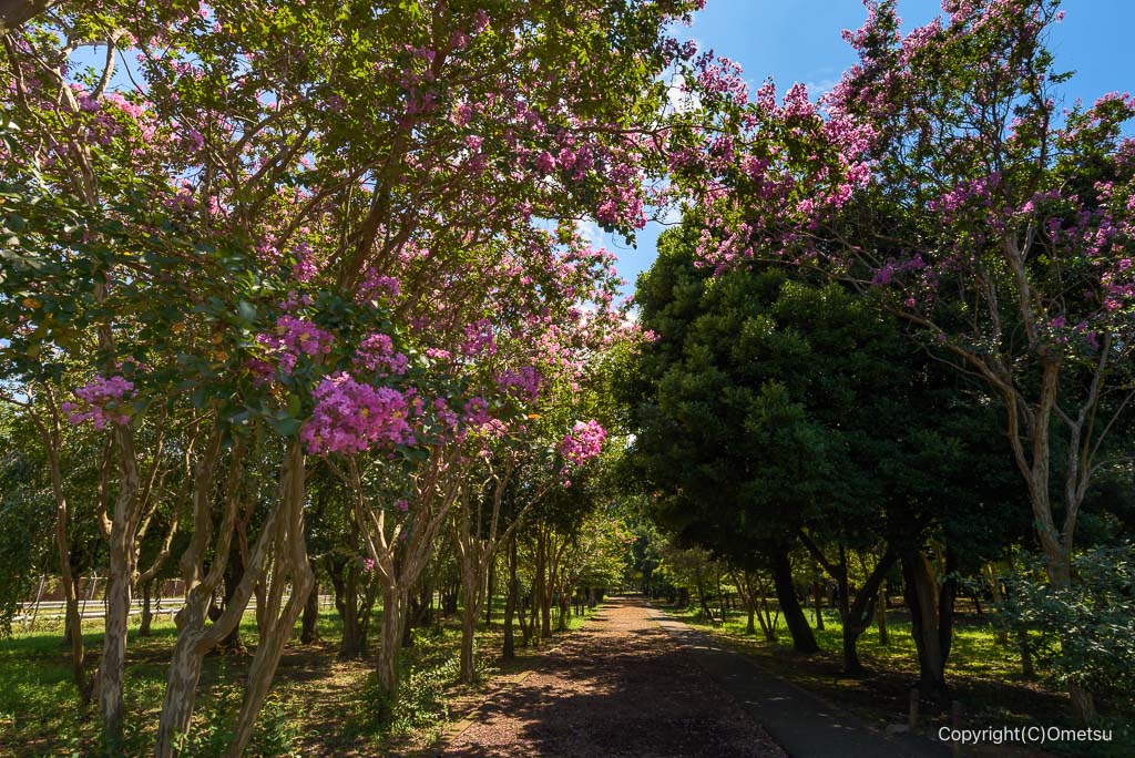 瑞穂町・みずほエコパークの、サルスベリと、遊歩道