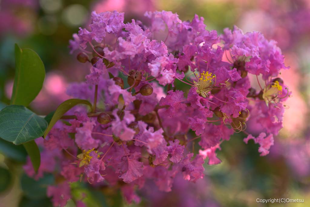 瑞穂町・みずほエコパークの、サルスベリ