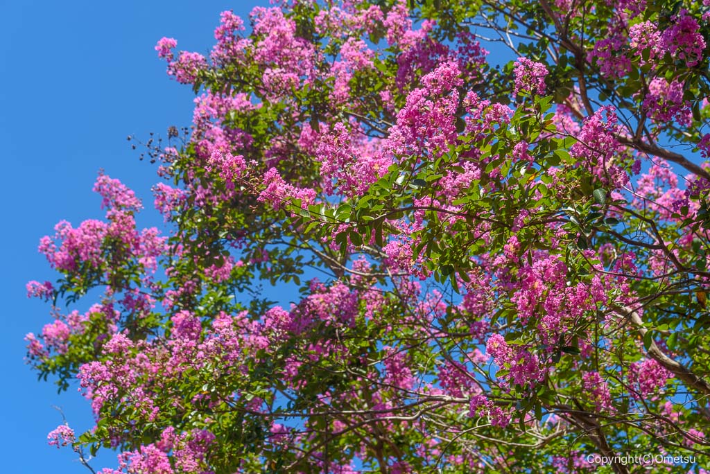 瑞穂町・みずほエコパークの、サルスベリ