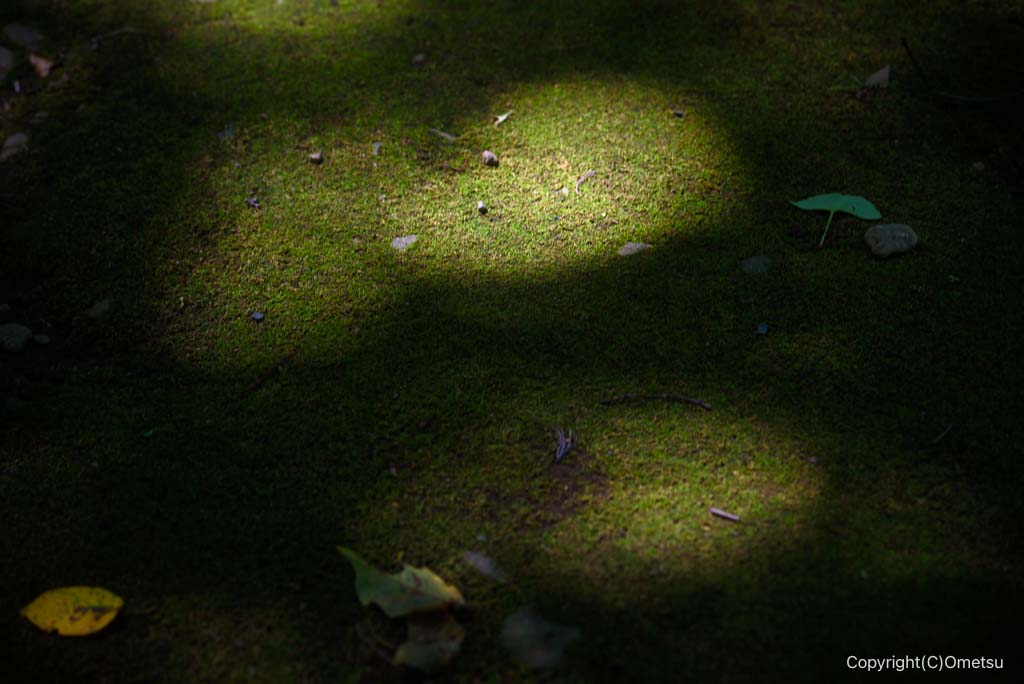 瑞穂町・みずほエコパークの、木漏れ日