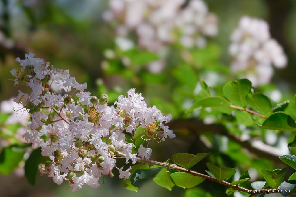 瑞穂町・みずほエコパークの、白いサルスベリ