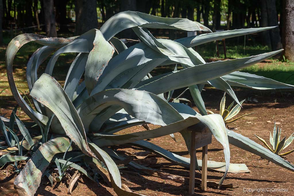 瑞穂町・みずほエコパークの、リュウゼツラン