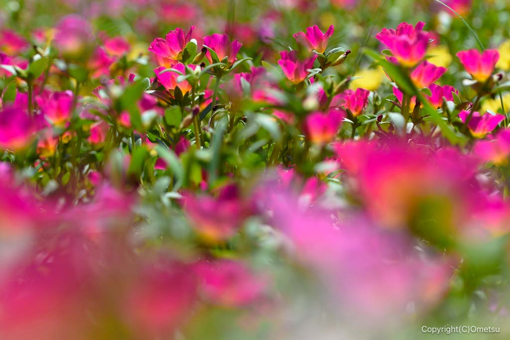 瑞穂町・みずほエコパークの、ポーチュラカ