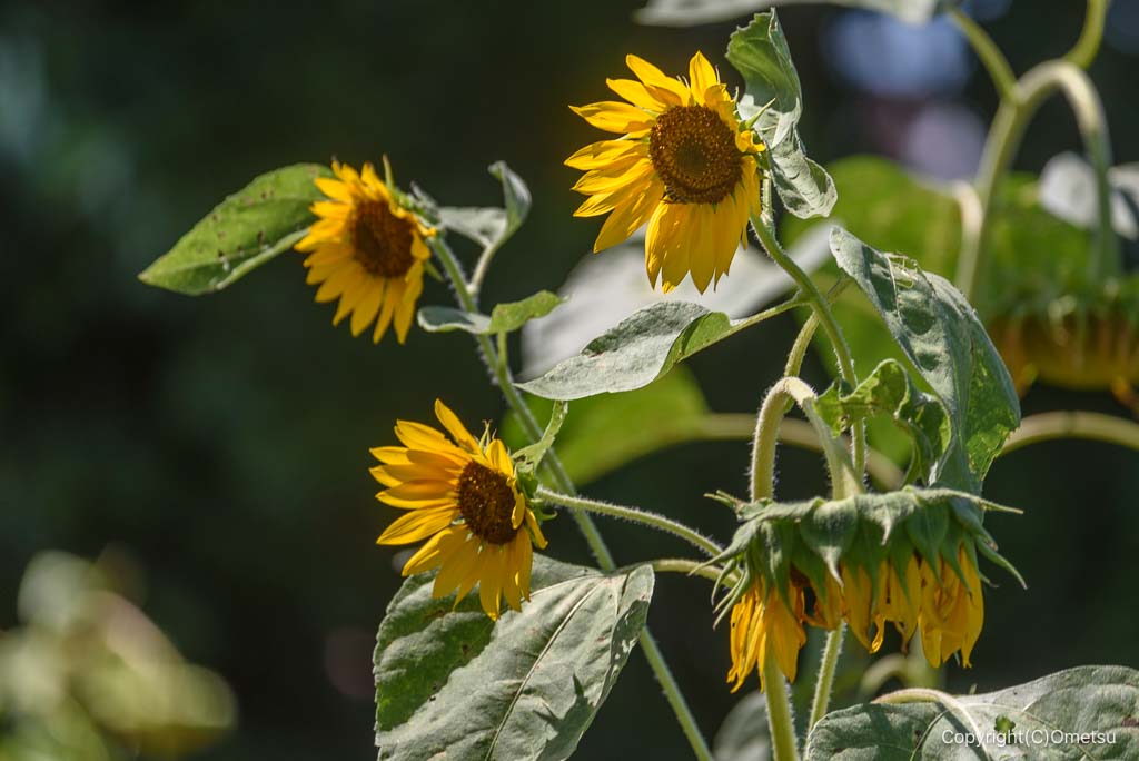 瑞穂町・みずほエコパークの、ヒマワリ