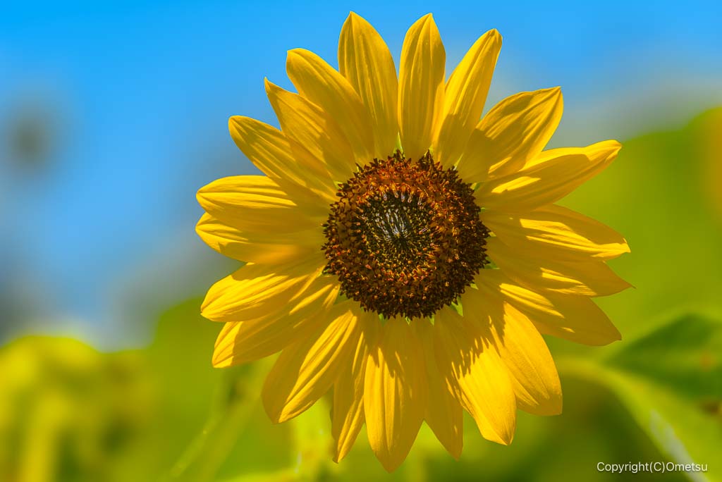 瑞穂町・みずほエコパークの、ヒマワリ