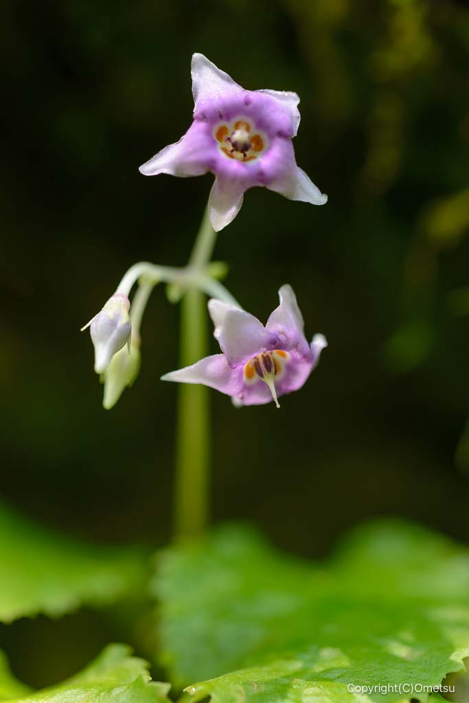 日原鍾乳洞のイワタバコ