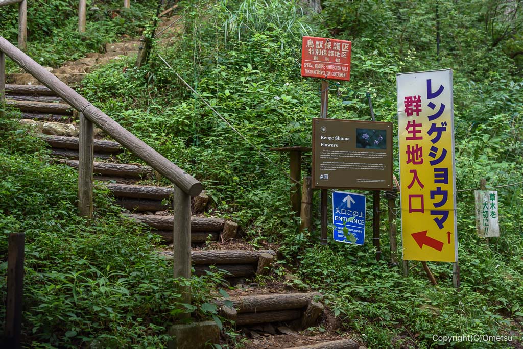青梅市・御岳山の、レンゲショウマ自生地・入口