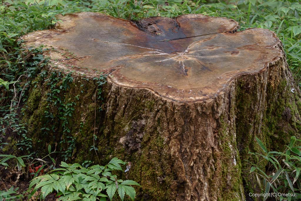 青梅市・御岳山の、レンゲショウマ自生地の切り株