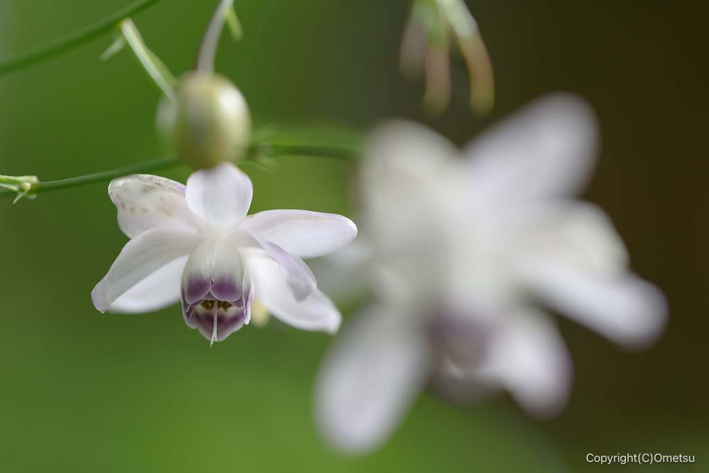 青梅市・御岳山の、レンゲショウマ
