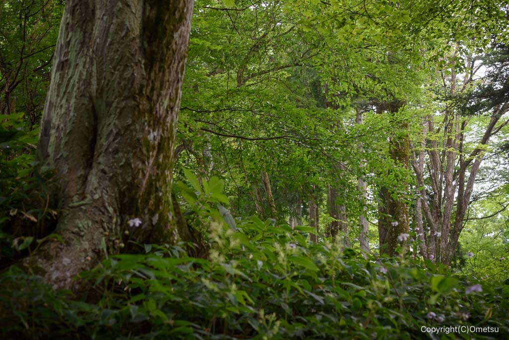 青梅市・御岳山の、レンゲショウマ自生地の森