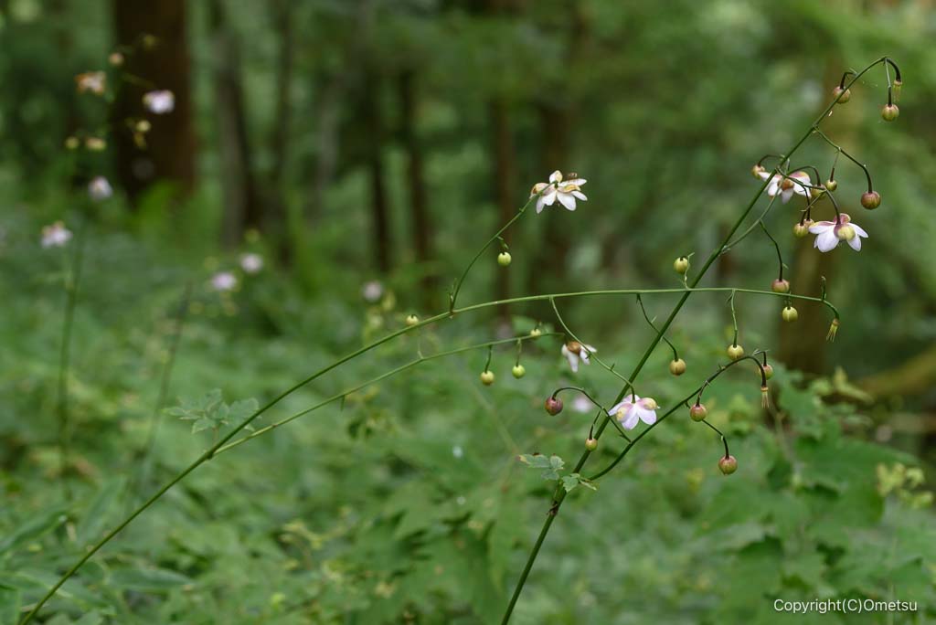 青梅市・御岳山の、レンゲショウマ自生地