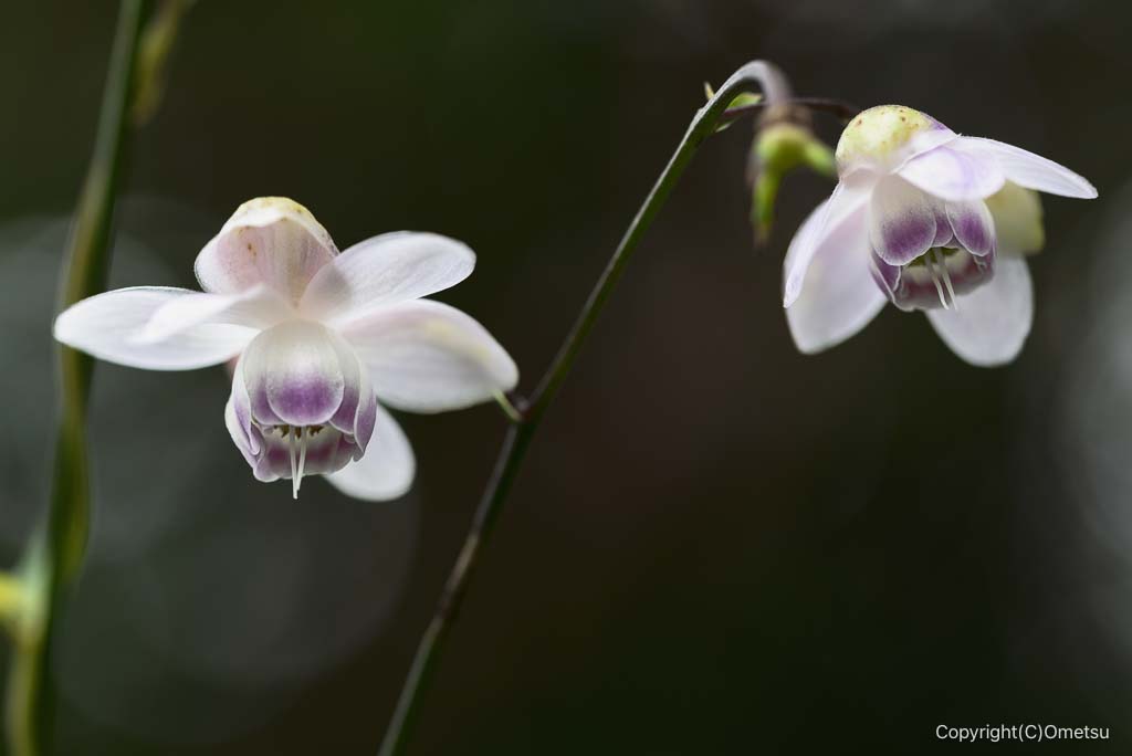 青梅市・御岳山の、レンゲショウマ