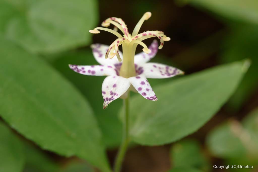 青梅市・御岳山の、ヤマジノホトトギス