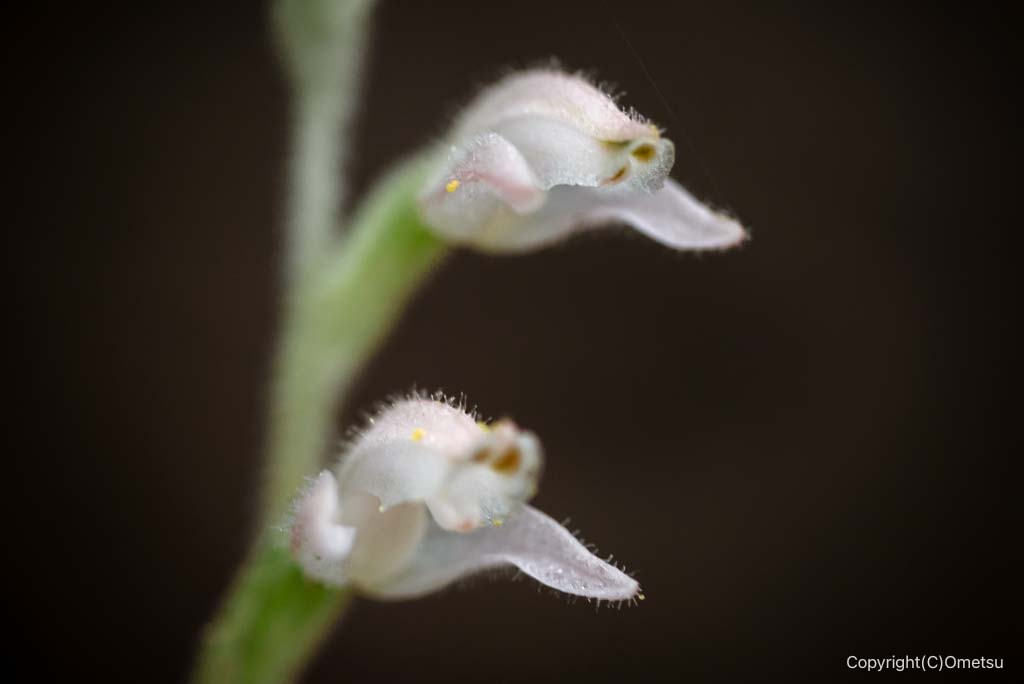 御岳山の、ミヤマウズラ