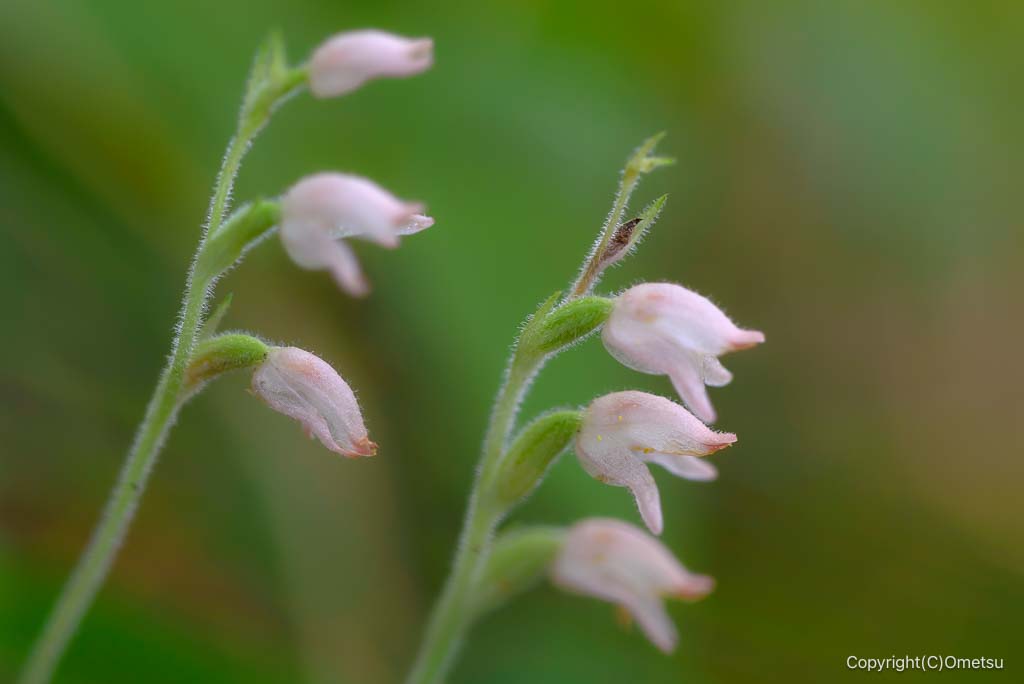 御岳山の、ミヤマウズラ