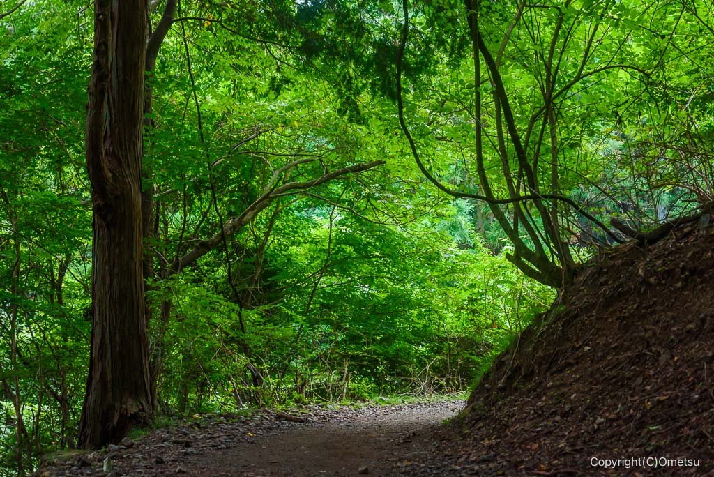 青梅市・御岳山の、濃緑の登山道