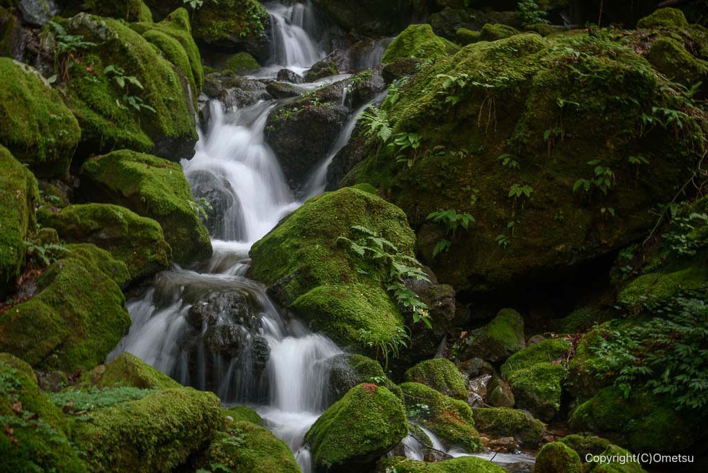 御岳山・ロックガーデンの苔むす沢