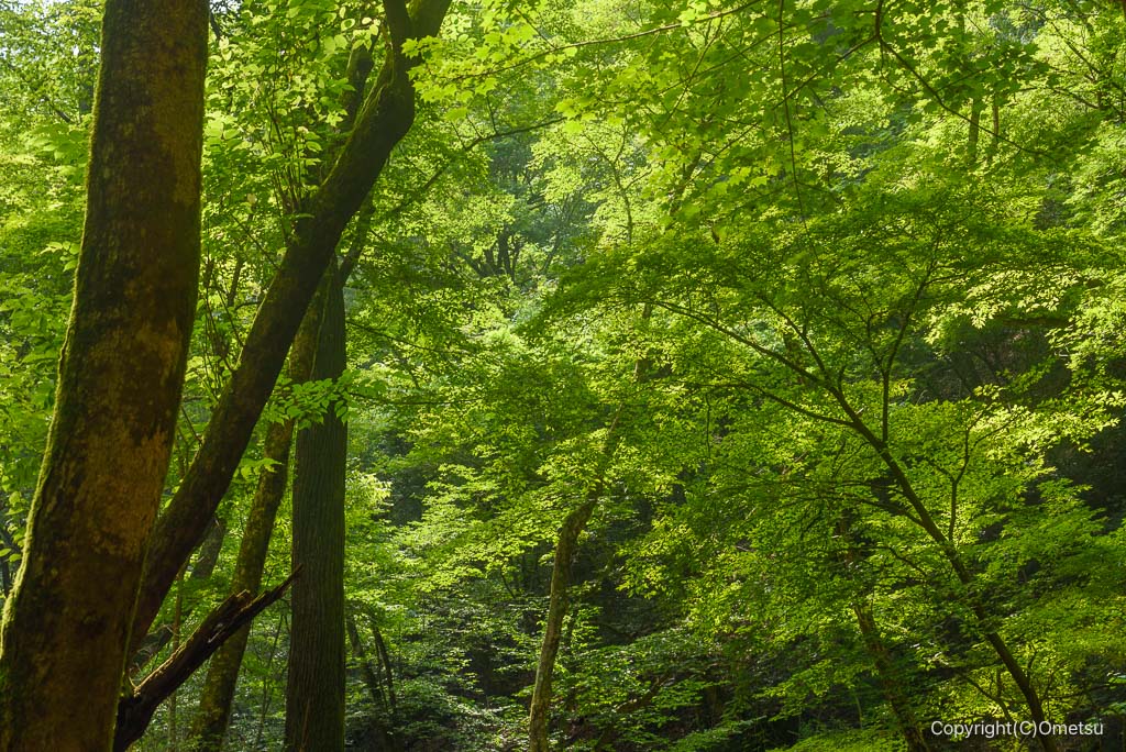 御岳山・ロックガーデンの森