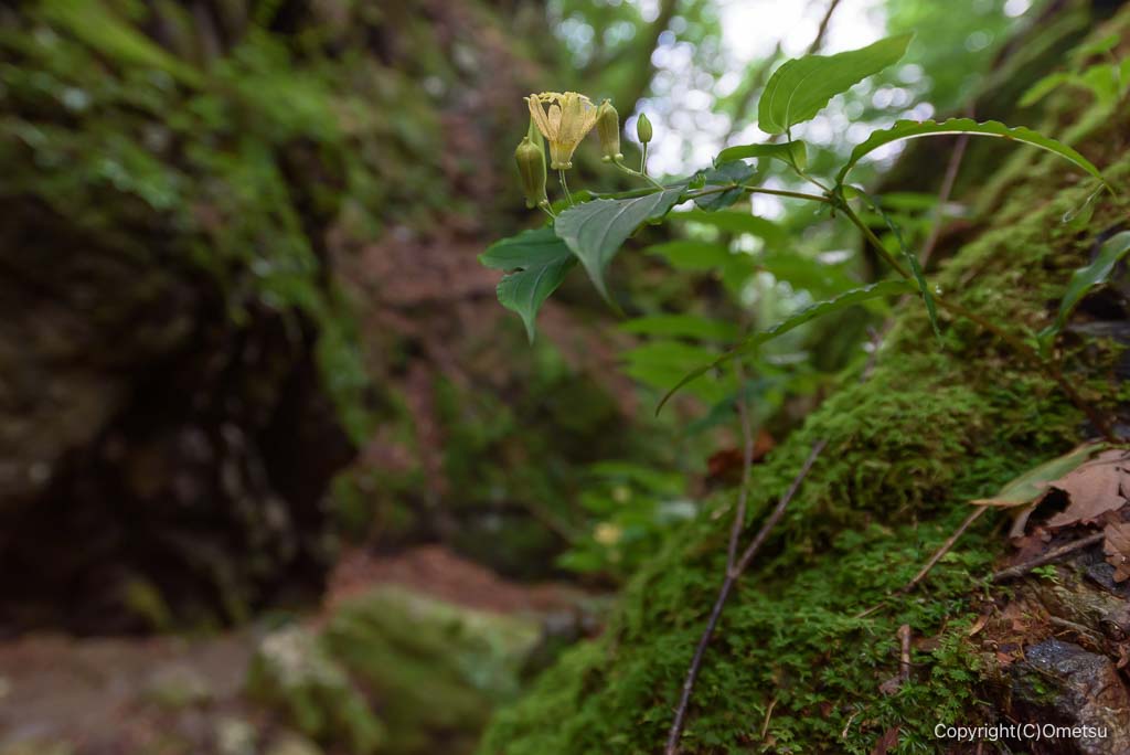 御岳山・ロックガーデンの、タマガワホトトギス