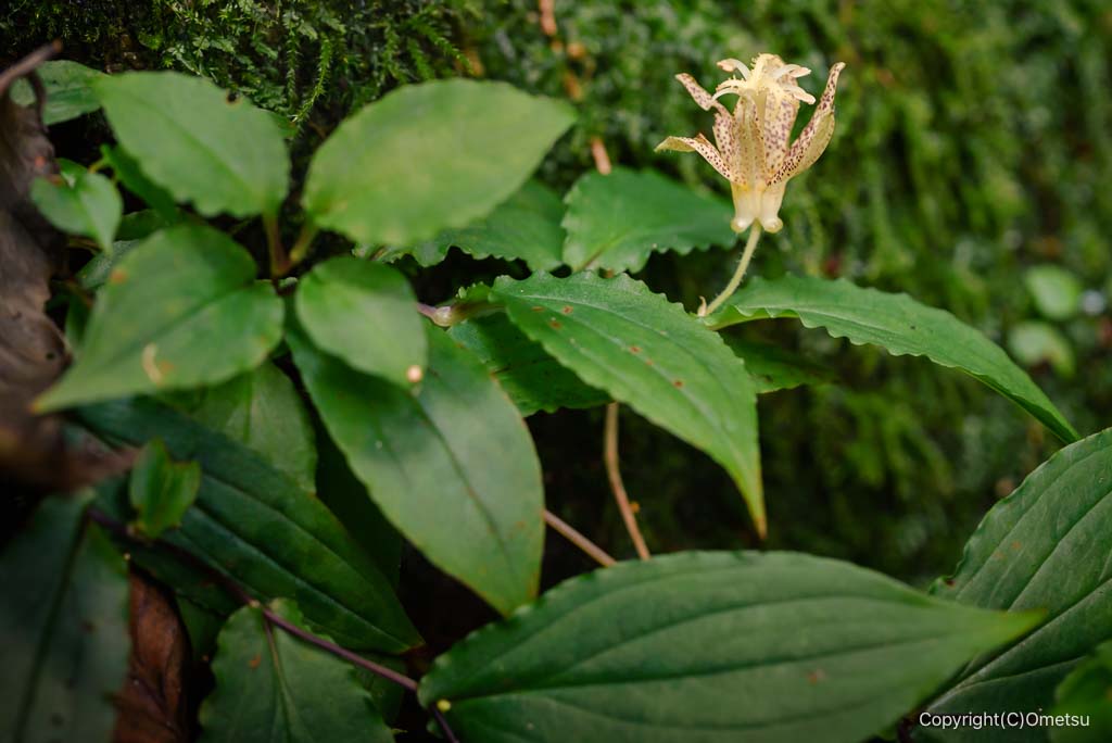 御岳山・ロックガーデンの、タマガワホトトギス