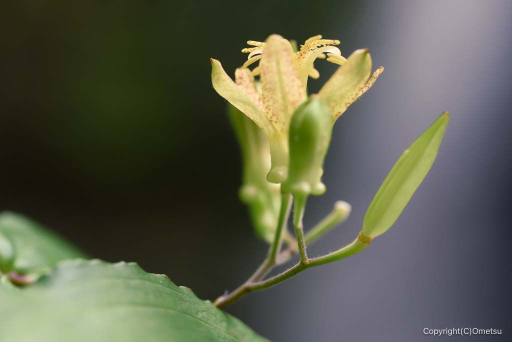 御岳山・七代の滝の、タマガワホトトギス