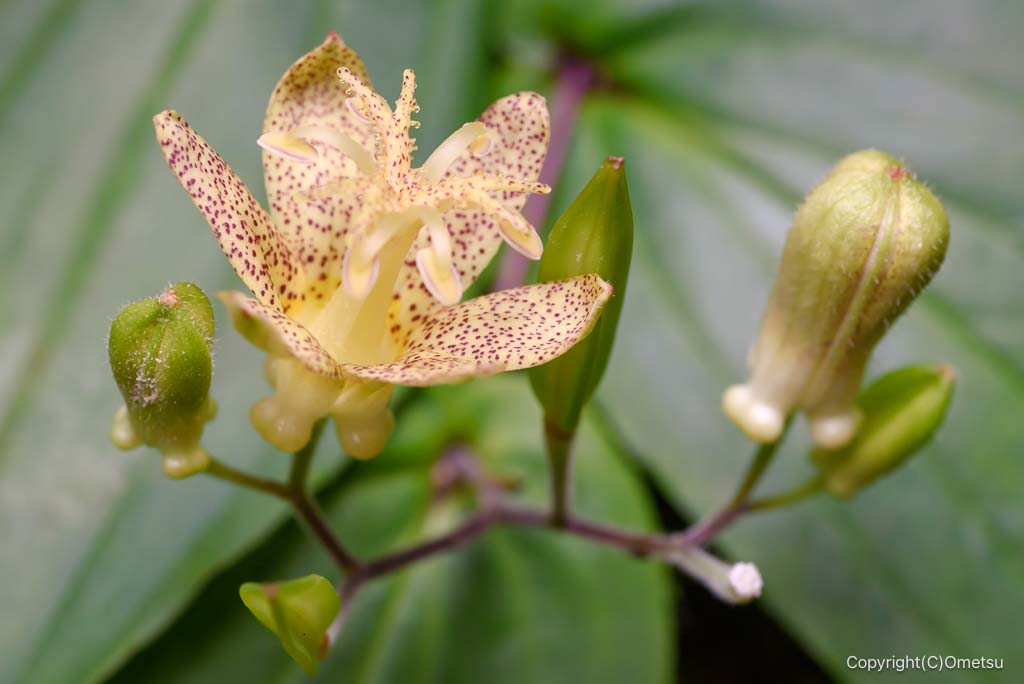 御岳山・ロックガーデンの、タマガワホトトギス